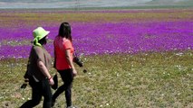 [Actualité] Au Chili, le désert le plus aride du monde est en fleurs