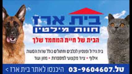 אילוף כלבים עם המקצוענים ביותר | בית ארז