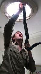 Il trouve un énorme python dans une salle de bain