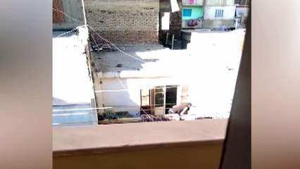 رجل يعذب كلبا بشرفة منزله ضربا بالعصاة