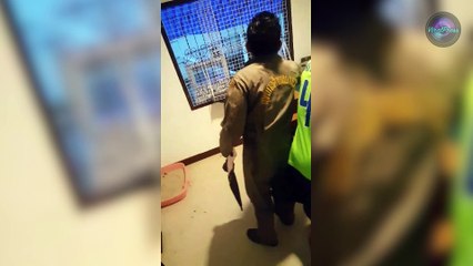 Python Caught After Eating SIX Kittens
