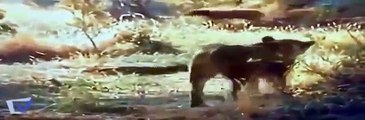 동물의 세계 ✰ 야생 개 공격 버팔로 ✰ 가장 똑똑한 동물