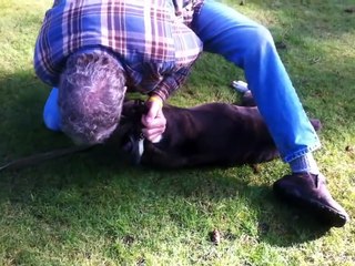 Un chien sauvé par un massage cardiaque donné par un étranger !