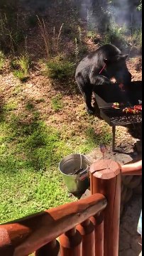 Cet ours veut aussi manger au Barbecue ! Laisse les brochettes !
