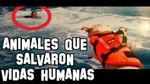 LOS 7 ANIMALES Y MASCOTAS QUE SALVARON VIDAS HUMANAS ARRIESGANDO LA DE ELLOS | OSCAR JACK