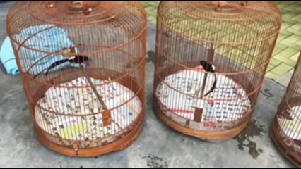 Bird - White Rumped Shama