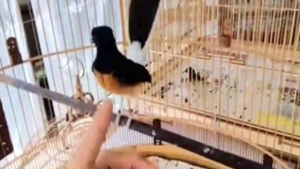 Bird - White Rumped Shama