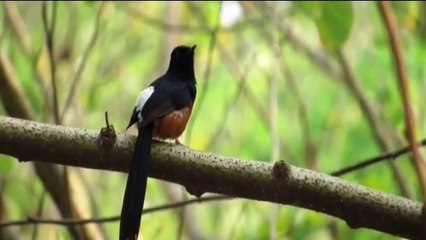 Bird White Rumped Shama