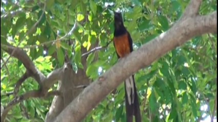 Bird - White Rumped Shama