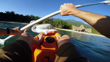 GoPro- Pelican Learns To Fish
