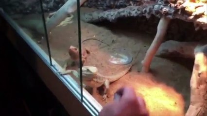 Ce lézard surgit pour manger la main de son maître plutôt que le cafard !!