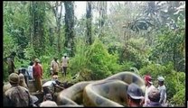 Worlds Biggest Snake Anaconda Found in South Americas Amazon River