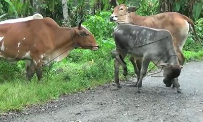 Pemeriksaan Hewan Kurban Jelang Idul Adha
