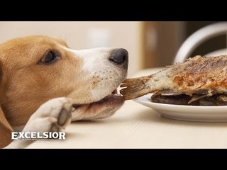Cómo puedes matar a tu perro… sin querer