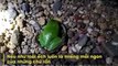 Một chú ếch cây màu xanh đang ngấu nghiến thưởng thức một con rắn