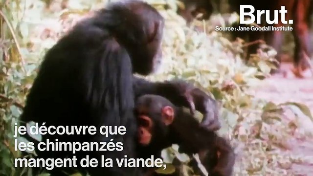Un parcours scientifique exemplaire : portrait de Jane Goodall