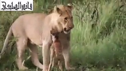 سبحان الله أسد يحمي عجل صغير من أسد أخر