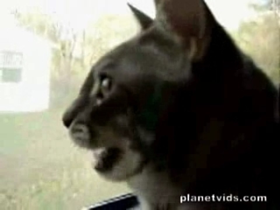Les chats nous parlent comme ils le peuvent...