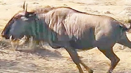 Un hippopotame aide un gnou attaqué par un crocodile (Kruger)