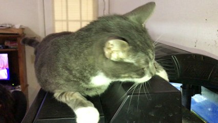 Sad looking cat on top of a fish aquarium with a turtle in it