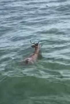 Fishermen Rescue Deer Adrift in Lake Erie