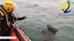 Friendly Seal 'Waves' To Coast Guard Crew In Viral Video