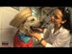 Arraial Animal: Festa Junina para cães faz alegrias de bichos e donos