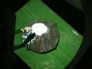 Interactive Xmas tree