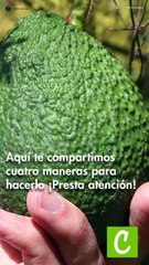 Maneras de madurar los aguacates