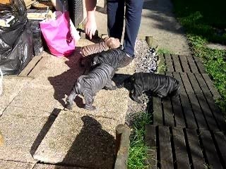 Les ptits plissés, sharpei - sortie du 31.10.07