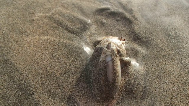 Un coquillage carnivore dévore un crabe vivant. Impressionnant