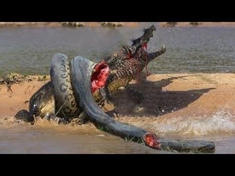 Most Amazing Wild Animal Attacks, Lion, Crocodile, Hyena, Elephant, Zebra
