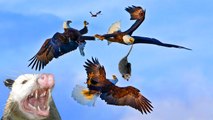 Most Amazing Wild Animal Attacks , MIGHTY EAGLE attacks caught , Amazing animals attack