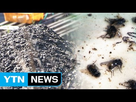파리떼에 악취까지...주민 고통 모르쇠 / YTN