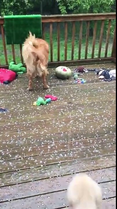 Dog s Pure Love For Its Siblings