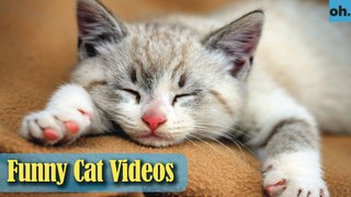 Cat Videos - Funny Cats - Funny Cat Videos - Kitten Videos - Funny Kitty Videos - Cats For Pets - P5