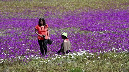 Deserto florido no Chile