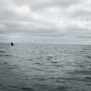 Humpback Whale Breaches Out of Water in Newfoundland