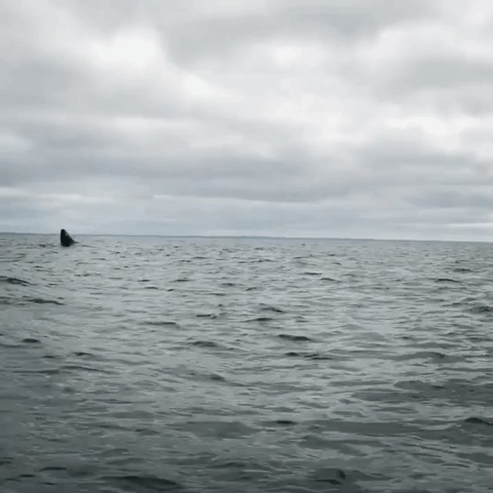 Humpback Whale Breaches Out of Water in Newfoundland