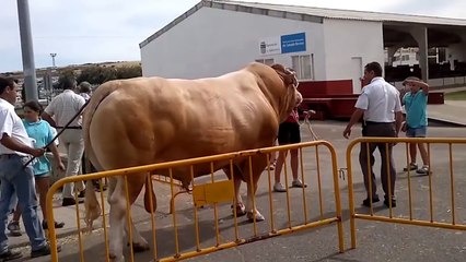 Ufak Çaplı Kamyon Kadar Olan DANA.