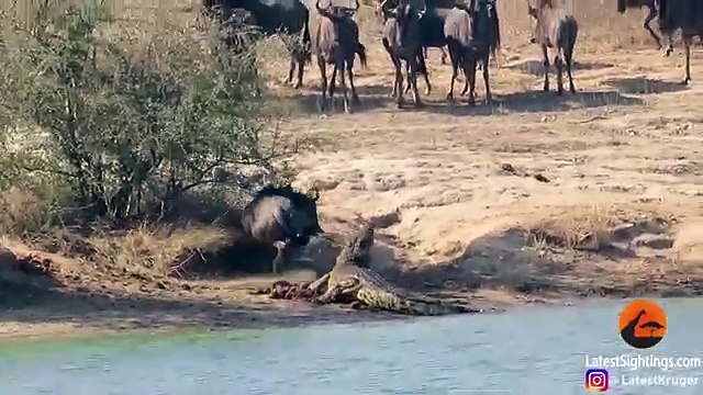 Un hippopotame aide un gnou attaqué par un crocodile (Kruger