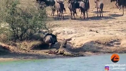 Un hippopotame aide un gnou attaqué par un crocodile (Kruger