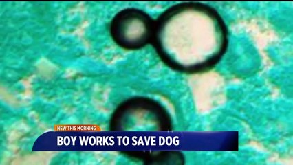 11-Year-Old Boy Tries to Save His Sick Dog with 'Help for Hire' Poster