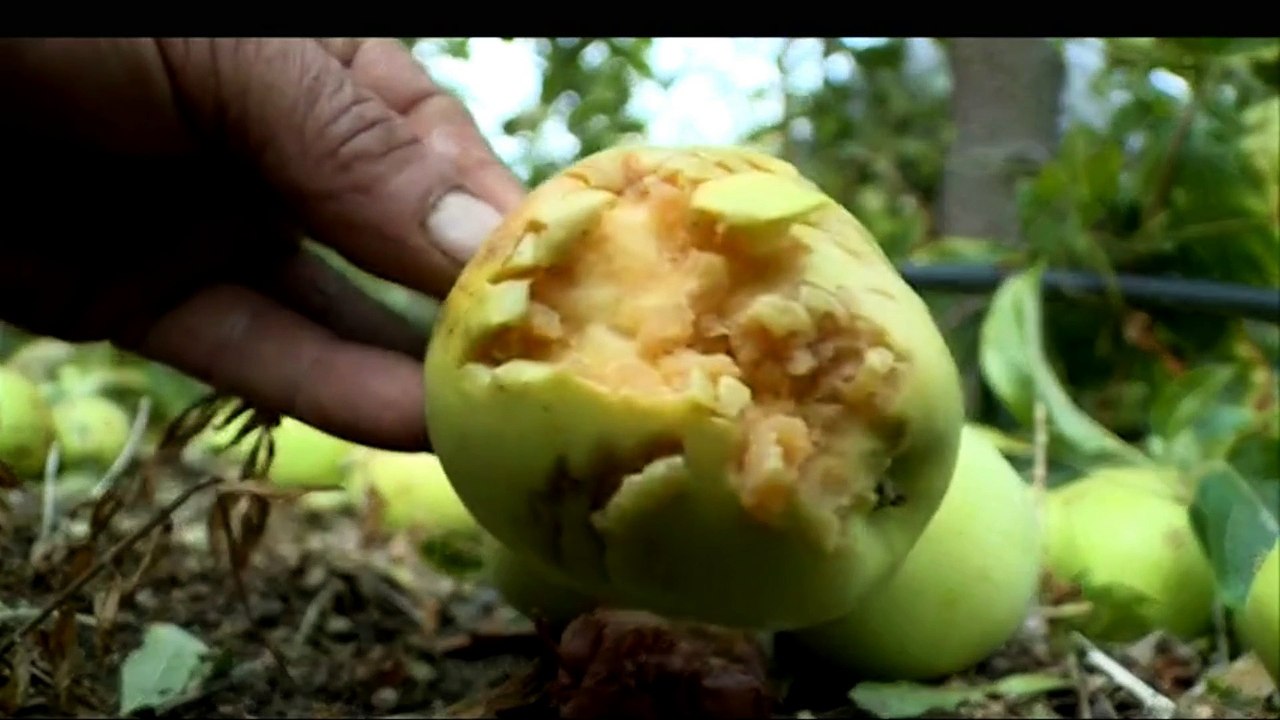 Chuva e granizo destruíram pomares por completo