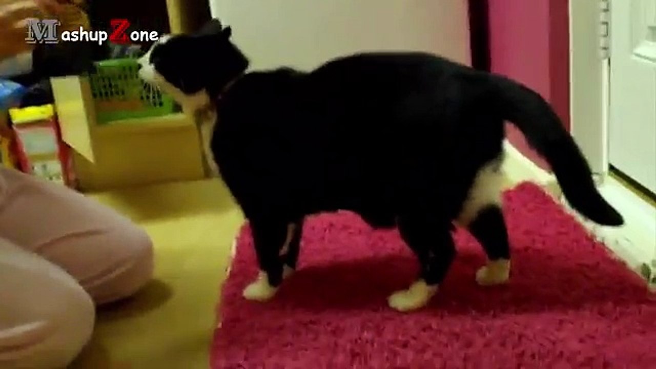 Fat Cat - A Funny Fat Cats vs Doors Compilation || NEW HD