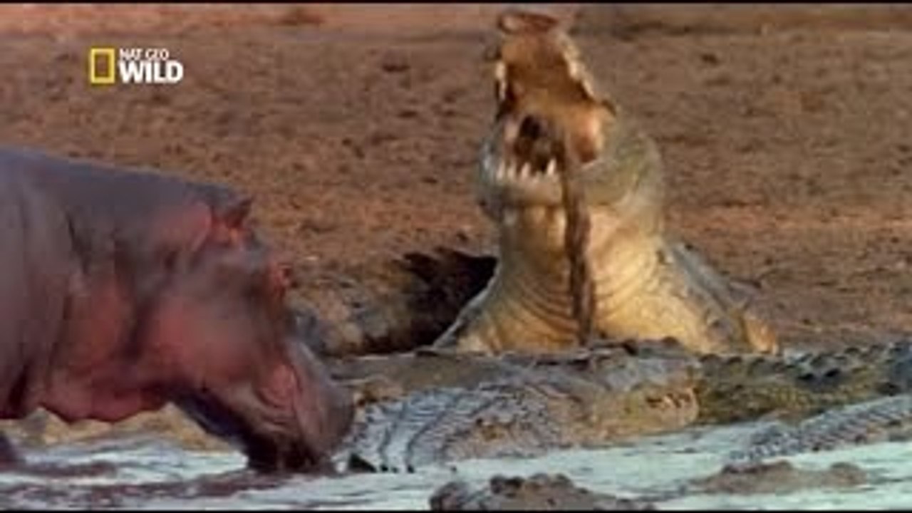 Les experts du monde sauvage: Danger dans le delta - Documentaire animalier