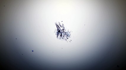 best !! particular logo animated