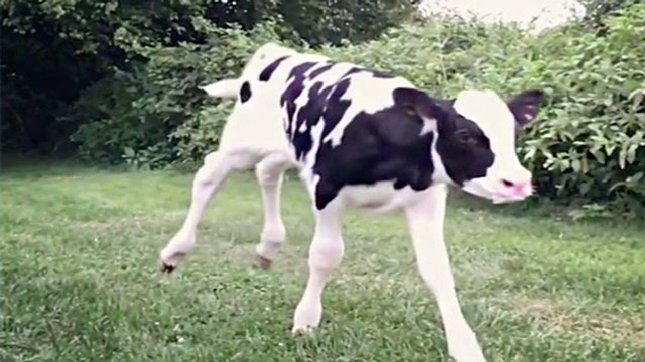 Baby Cow Rescued From The Back Of Auction Wagon