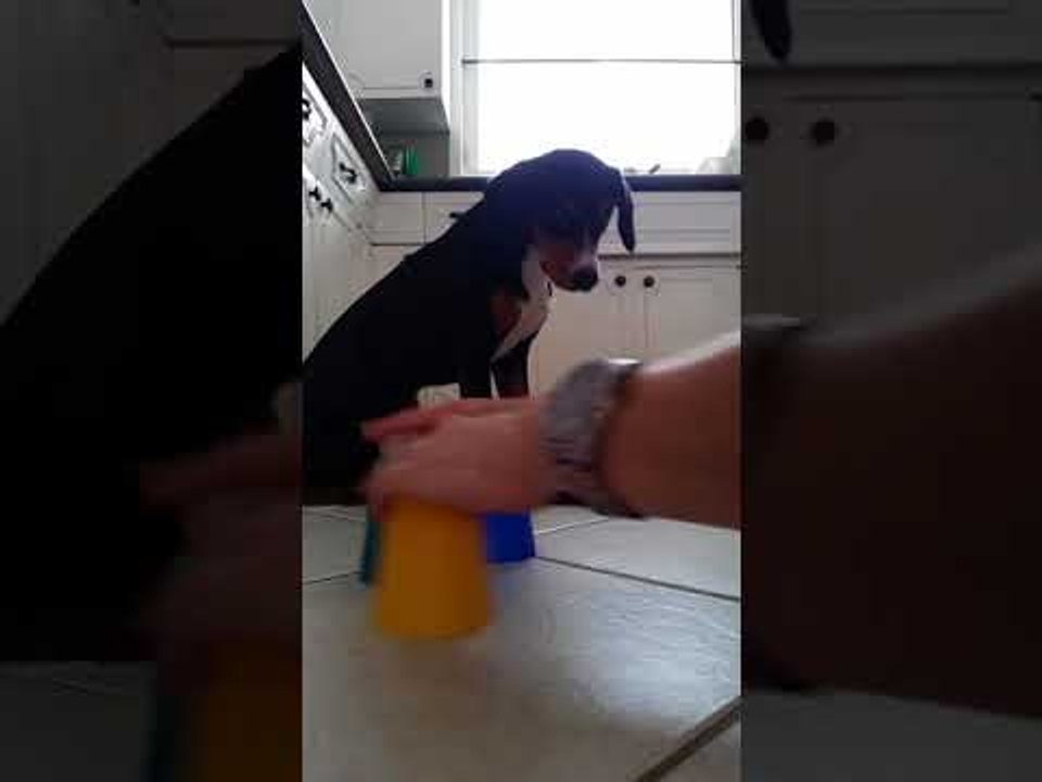 Adorable Puppy Sniffs Out Treat While Playing Cup Game