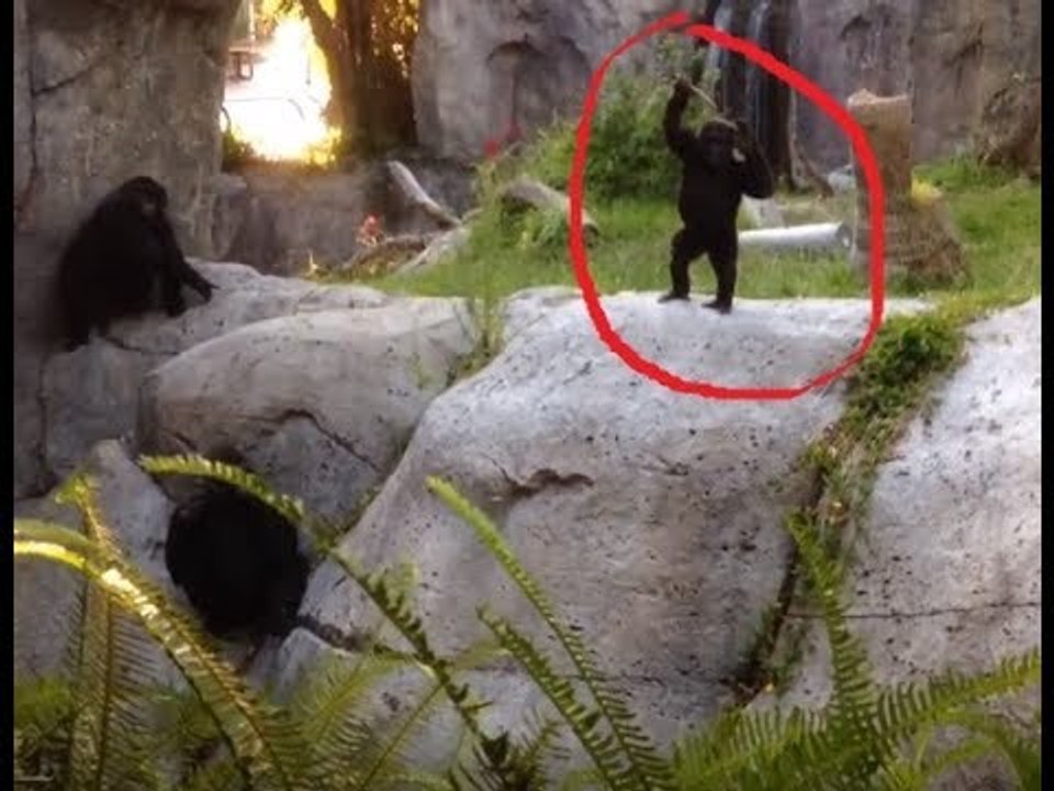 Baby Gorilla Entertains Crowd While Testing Dad's Patience